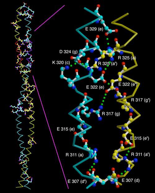 Predicting Specialized Structures Leucine Zippers Antiparallel α helices held together by interactions between L residues spaced at ever 7th position