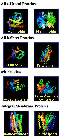 Structure Classification Proteins can adopt only a limited number of possible 3D conformations Combinations of α helices, β sheets, loops, and coils Completely different sequences can fold into