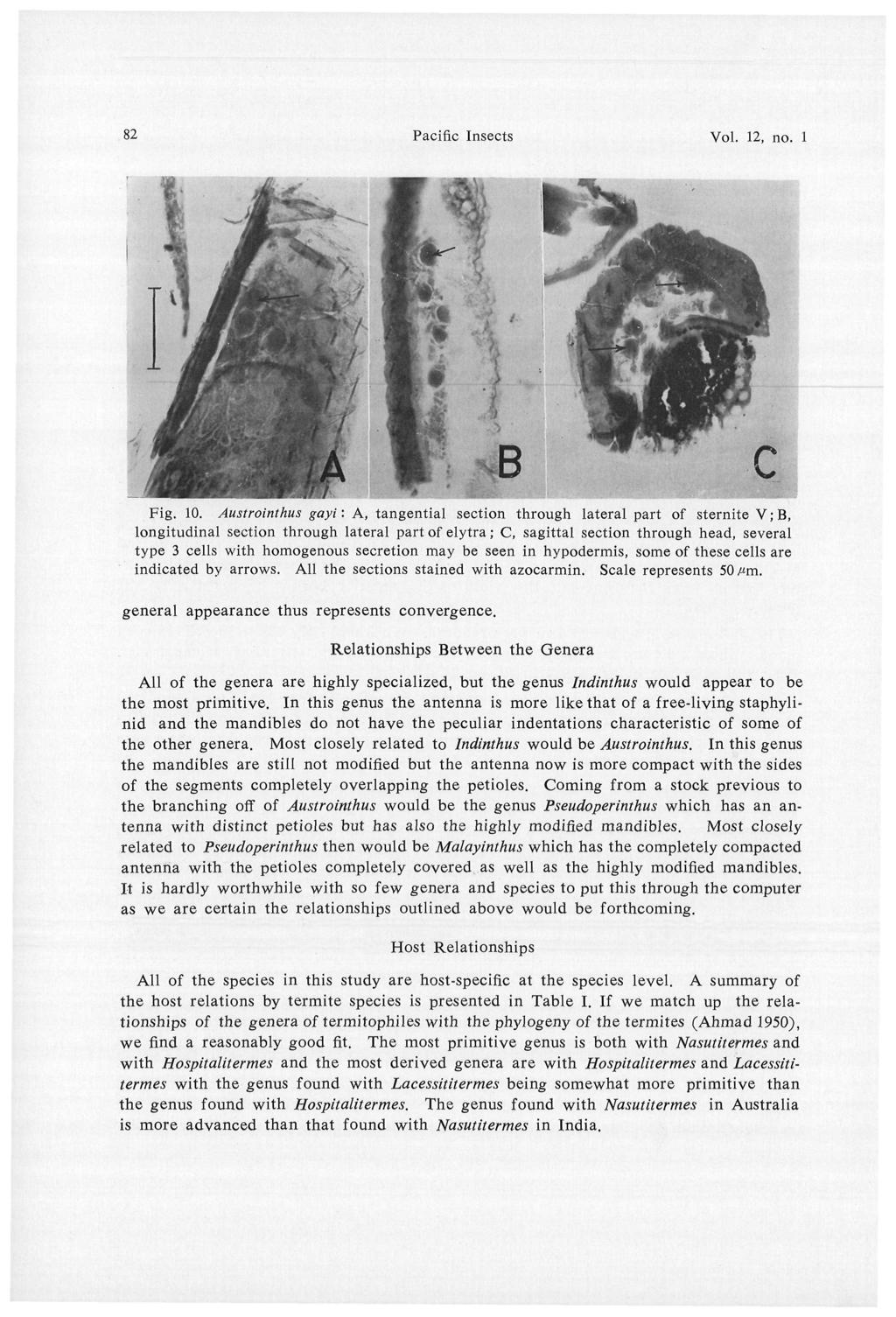 82 Pacific Insects Vol. 12, no. 1 Fig. 10.
