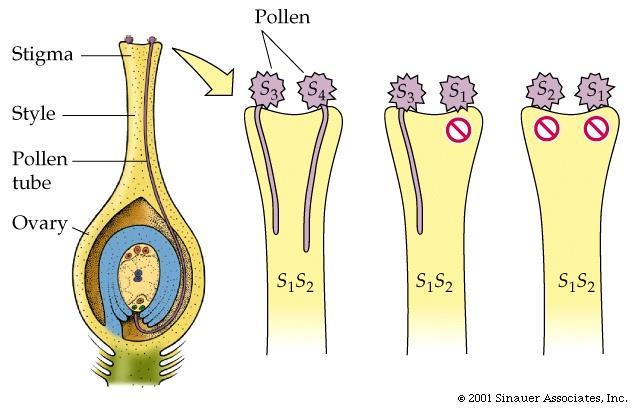 Factors affect pollination Biochemical: chemical on surface of pollen and stigma/style that