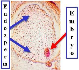 Double Fertilization Double fertilization occurs: One sperm nucleus (1n)