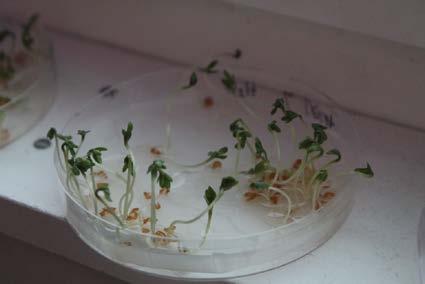 4. RESULTS Seedlings of Lepidium satvium were grown in different extract and