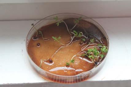 Germination started in between 24h hours after culturing. Figure11.