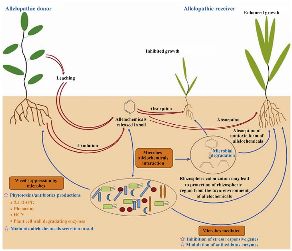 1.1.2 Transport of allelochemicals Allelochemicals are released from the donor plant to the soil and is absorbed by the receiver plant.