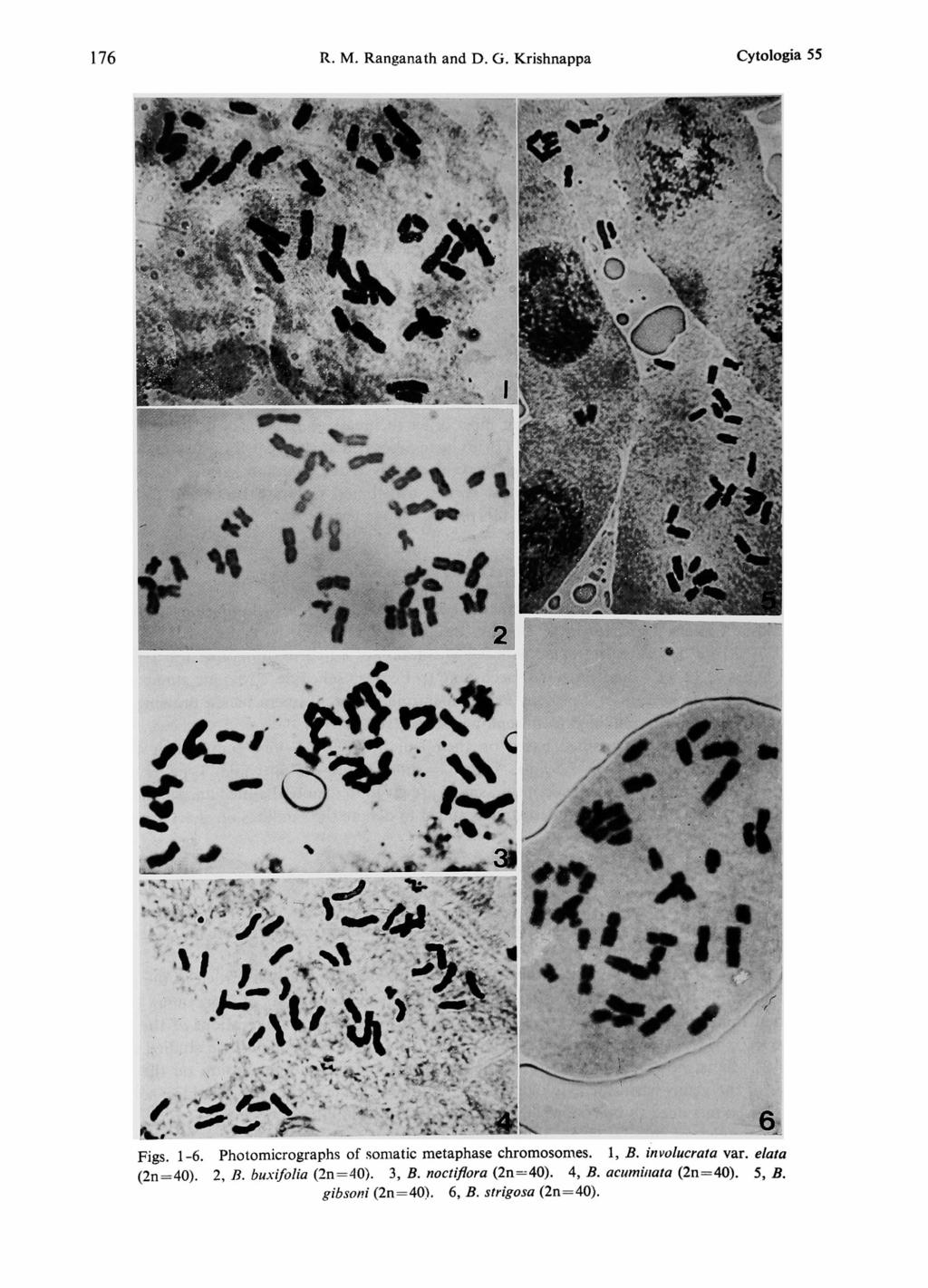 176 R. M. Ranganath and D. G. Krishnappa Cytologia 55 Figs. 1-6. Photomicrographs of somatic metaphase chromosomes. 1, B. involucrata var.