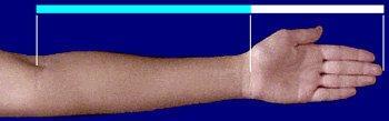 Your hand creates a golden section in relation to your arm, as the