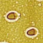 formation)..75 nm 15 3.5 75 nm 2 15.25 G644 1 1 2 3 nm Figure 11.21 Craters originated by particles with 3-nm lodging depth at close-to-threshold conditions,.4-µm.4-µm AFM image. G6384.25.5.75 Figure 11.