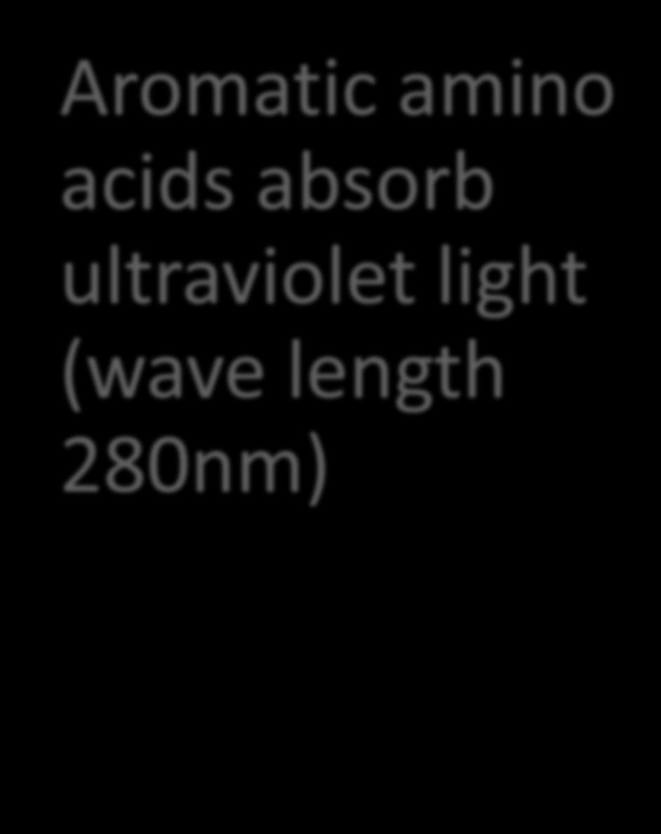 light Aromatic amino acids absorb