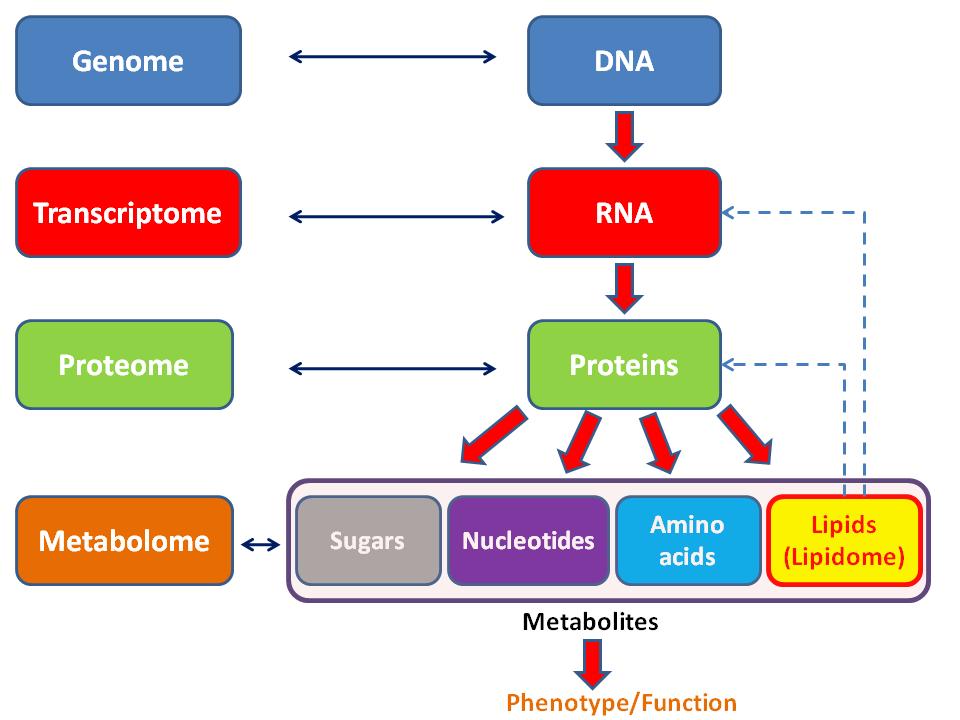 What is proteomics? Genomics: what can the cell potentially do? Transcriptomics: what is currently being turned on? Proteomics: what enzymes are currently active? which signals are being transduced?