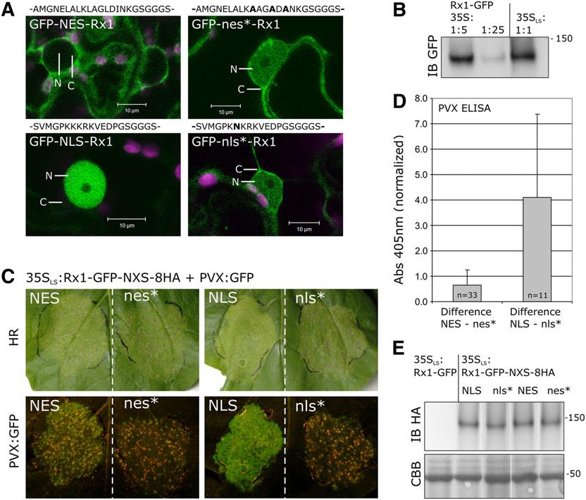Subcellular Localization of Rx1 4199 Figure 2. Modifying the Rx1 Localization by Exogenous Subcellular Targeting Signals. (A) Redirecting Rx1 by the fusion of an NES or NLS.