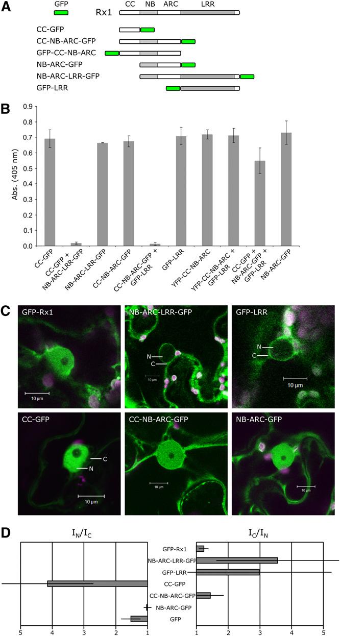 Subcellular Localization of Rx1 4201 that was not observed for the smaller GFP control (27 kd) or any of the other Rx1 domain constructs.