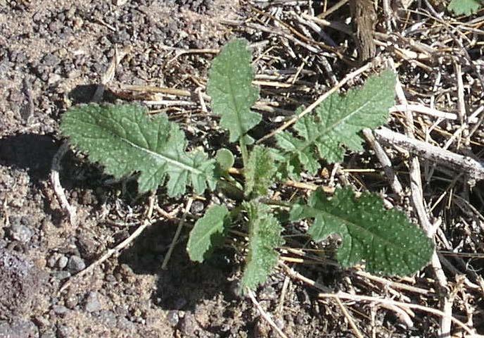 Sahara mustard Brassica tournefortii Brassicaceae: Mustard family Description: Annual; flowers