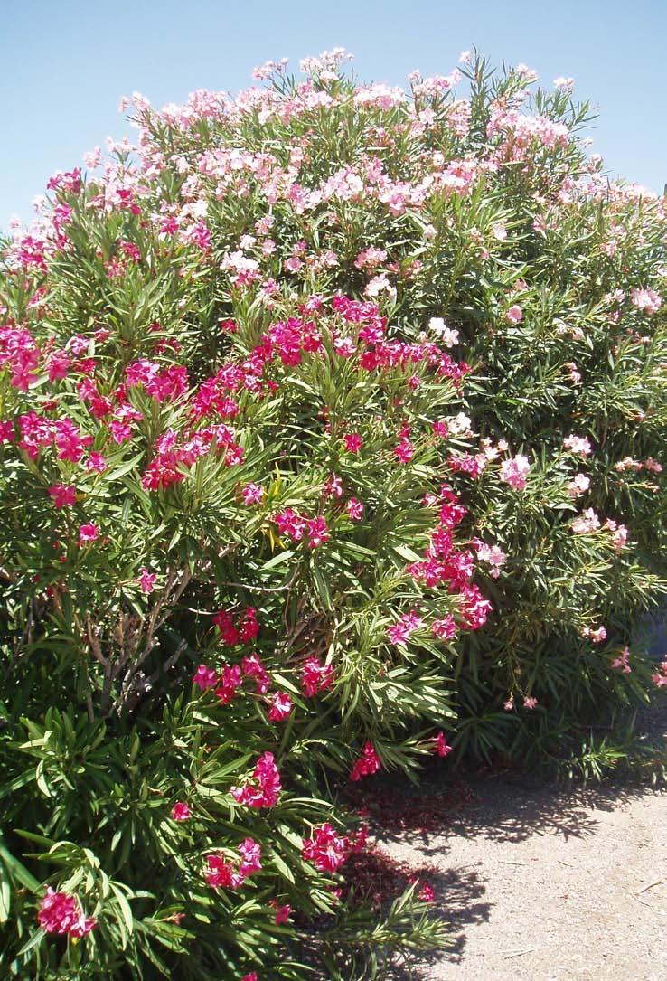 Oleander Nerium oleander Apocynaceae: Dogbane family Description: Perennial, evergreen; all parts of plant are poisonous, including smoke if burned; flower in spring and summer Origin: Eurasia,