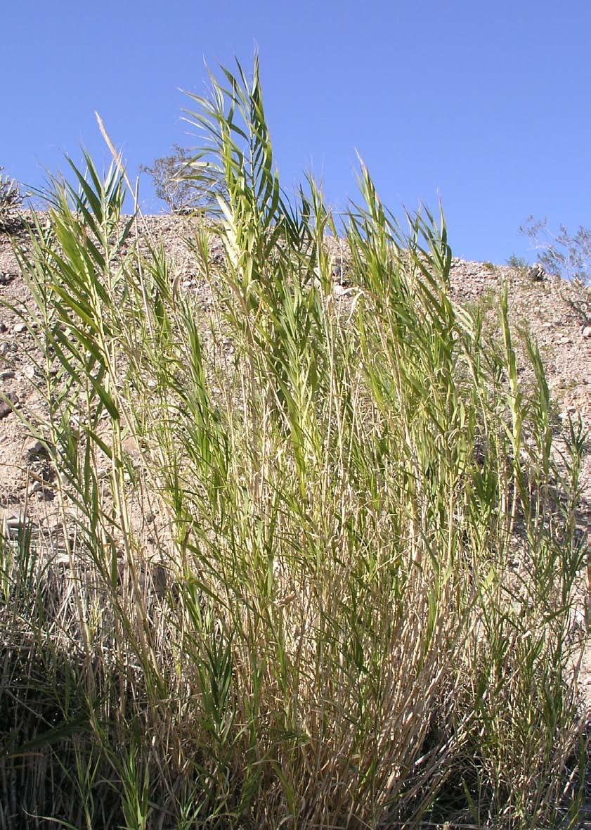 Giant reed Arundo donax Poaceae: Grass family Description: Perennial; flowers in March to November; noxious weed in Nevada; roots and stem fragments can float downstream and establish a new