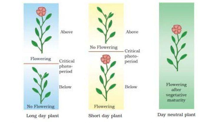 Long day plant: plant requires the exposure to light for a period exceeding critical period. Short day plant: plant requires the exposure to light for a period less than critical period.