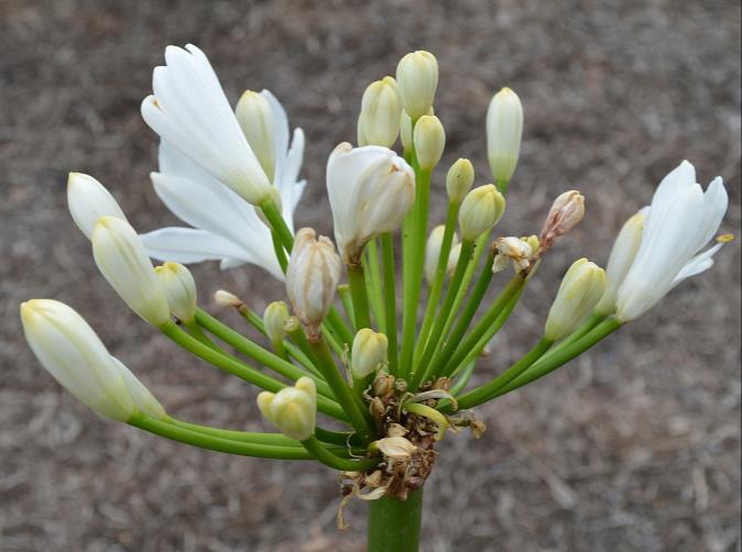 Photo: Keith Harris An Agapanthus inflorescence showing moderate damage to the opening buds by larvae of