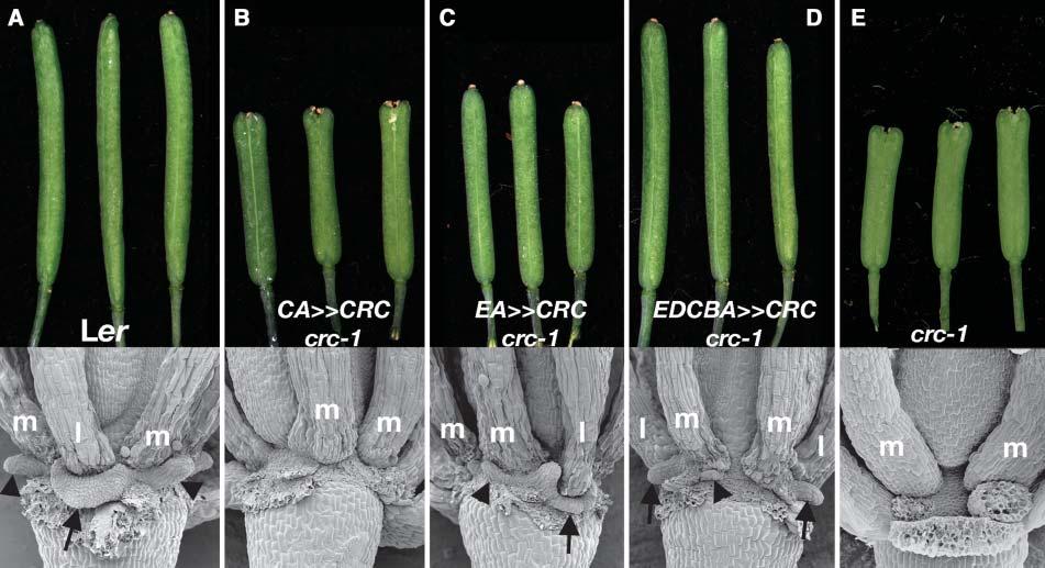 30 The Plant Cell Figure 3. Complementation of the crc Mutant Phenotype.