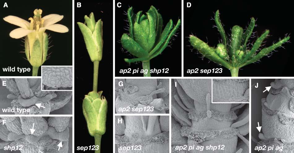 32 The Plant Cell Figure 4. Nectary Phenotypes in Genotypes Lacking Combinations of MADS Box Gene Activity. (A) to (D) Flower phenotypes. (A) The wild type. (B) sep1-1 sep2-1 sep3-2.