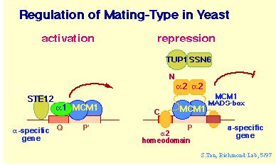 Some Transcription factors can act as activators or repressors MCM1 is a yeast transcriptional activator with a DNA-binding domain shared by other members of the MADS-box family, including