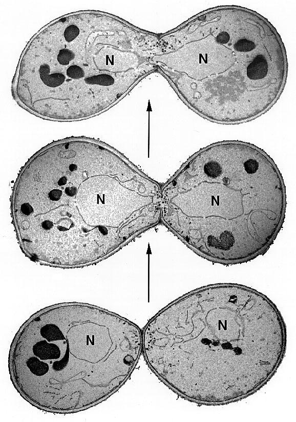 Yeast sexual cycle Caught in the act: cell attachment, cell fusion and nuclear fusion in an electron micrograph Haploid cells