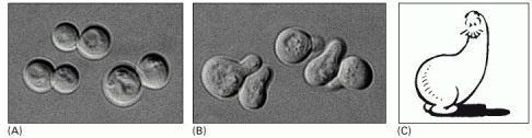 Budding and Schmooed cells (A) Cells of Saccharomyces cerevisiae are usually spherical. (B) They become polarized when treated with mating factor from cells of the opposite mating type.