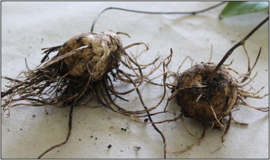 Figure 4: Tubers of Ceropegia bulbosa Figure 5: Fruits of Ceropegia bulbosa Recently Ceropegia species have attracted attention of several workers due to its rare nature of occurrence and their need