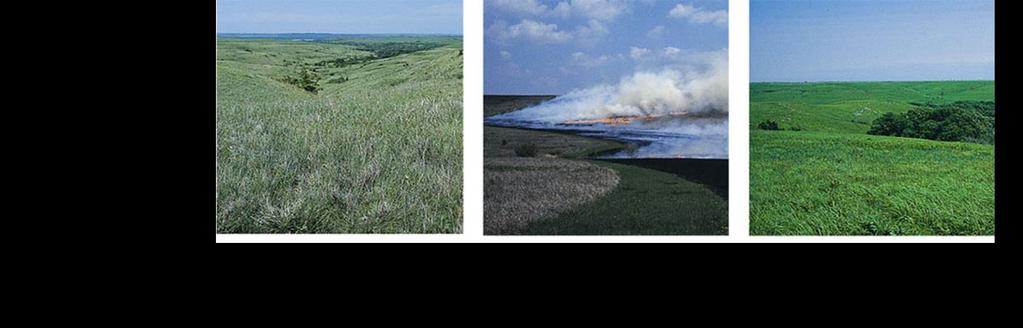 Fire Is a significant disturbance in most terrestrial