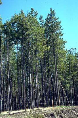 After a fire, lodgepole pines are often the first trees to reappear because the bare, sunlit soil that