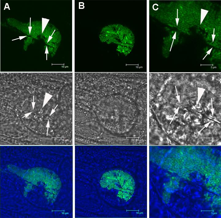 Figure S2. Pharyngeal infection of tol-1(nr2033) mutants with S. enterica expressing GFP. Confocal images of the terminal bulb of the tol-1(nr2033) pharynx infected with S.