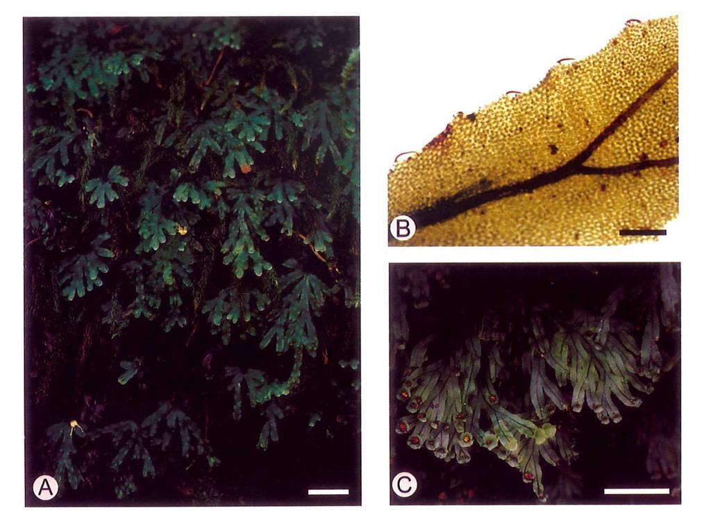 24 TAIWANIA Vol. 48, No. 1 Fig. 1. A: Microtrichomanes digitatum (Sw.) Copel., showing the dichotomously branched laminae in its natural habitat; B: Leaf lobe of M.