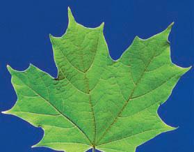 A leaf is the part of a plant