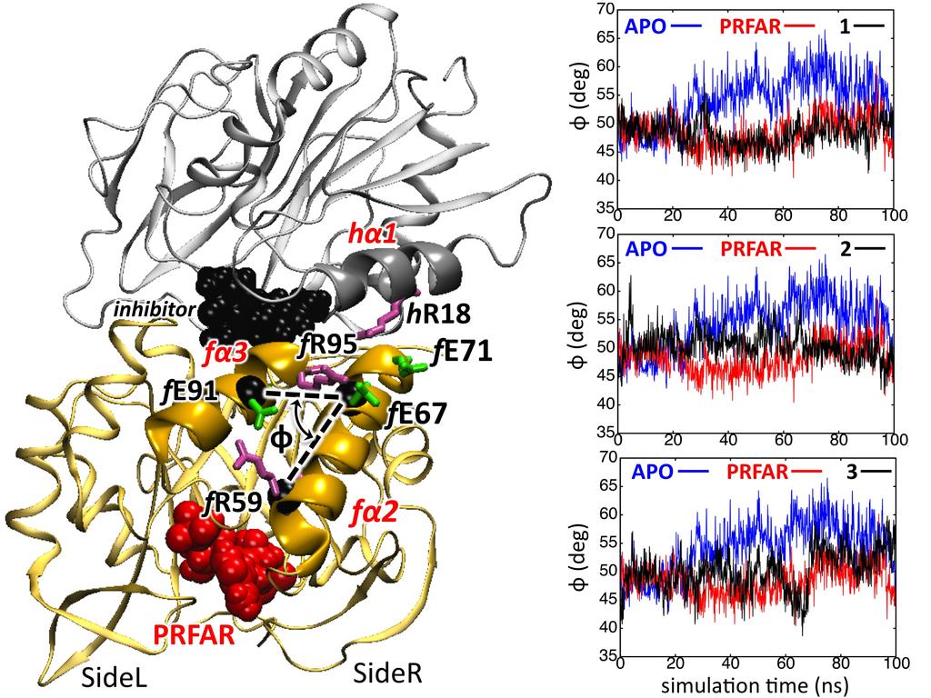Figure S2. Relative positions of the fα2 and fα3 helices in the apo, PRFAR-bound binary and ternary complexes.