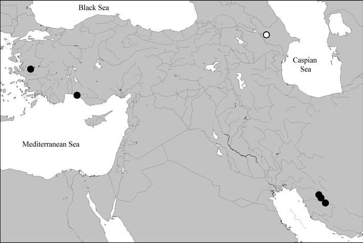 17 Pseudobium hellenicum ASSING 2006 (Map 1) Material examined: Turkey: 1 ex., Izmir, Bayındır, Yakapınar, 17.VIII.2005, leg. Anlaş (canl).
