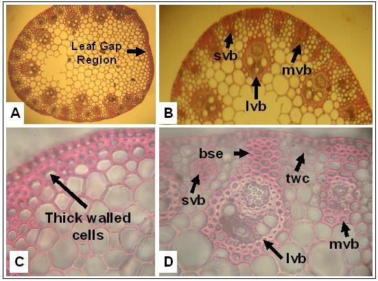Fig. 1. Transverse section showing gross anatomical structure of seed head bearing internode of Cogon grass. A. Vascular bundles are arranged in two rings in the hypodermis with a large leaf gap. B.