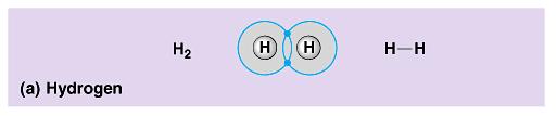 Covalent bonds Two atoms need an electron Share a pair of electrons Strong bond both atoms holding onto the electrons Forms molecules example: water = takes