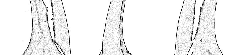 Fig. 7. Pedipalp trichobothrial pattern of Vaejovis mexicanus, female neotype, Mexico City, Mexico.