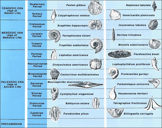 Index fossils are used because of widespread horizontal distribution (geographical) in sedimentary rocks and their relatively short period of existence on Earth (narrow