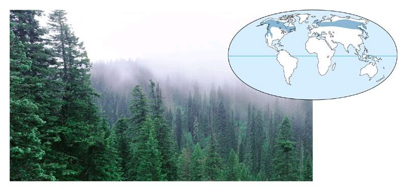 Northwestern coniferous forest Abiotic factors: mild temperatures; abundant precipitation during fall, winter, and spring; relatively cool, dry summer; rocky, acidic soils Dominant plants: Douglas