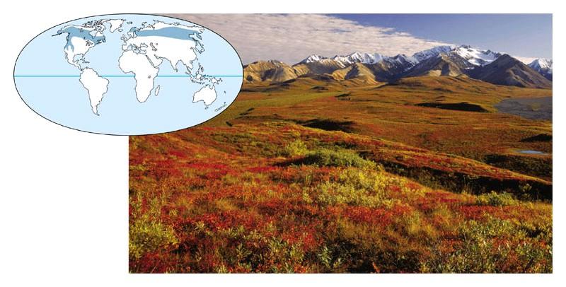 Tundra Abiotic factors: strong winds; low precipitation; short and soggy summers; long, cold, and dark winters; poorly developed soils; permafrost Dominant plants: ground-hugging plants such as