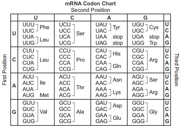 5. The diagram below shows a mutation that has been observed in a mouse genome. The chart below shows an mrna codon chart.