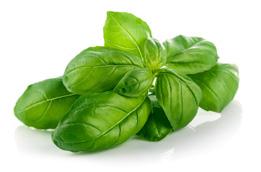 Among the many popular species of edible leafy greens are lettuce, butter head, and oak leaf.