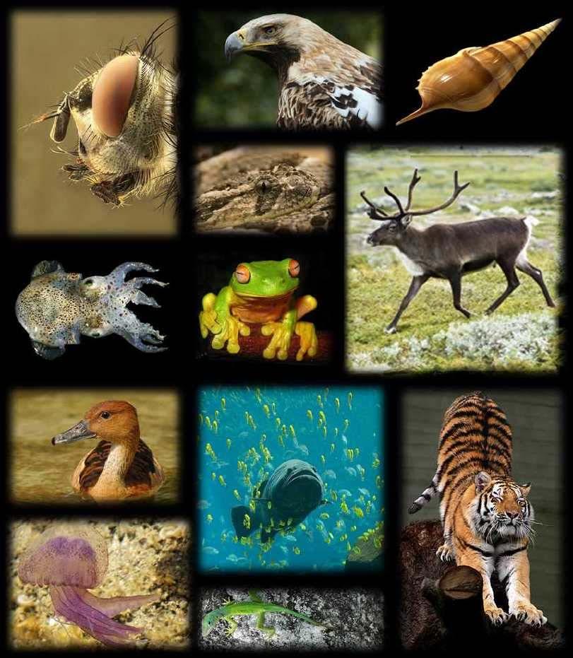 Biodiversity Collage Earth has about 8.7 million living things on it!