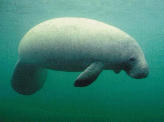 9 Manatees eat up to 50 kg of plants every day.