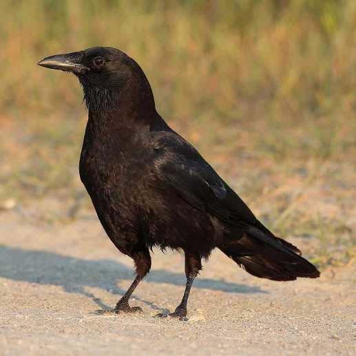 11 Crows can eat berries, insects and worms.