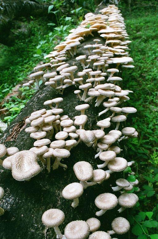 Decomposers Some living things eat dead plants and animals. They are called decomposers.