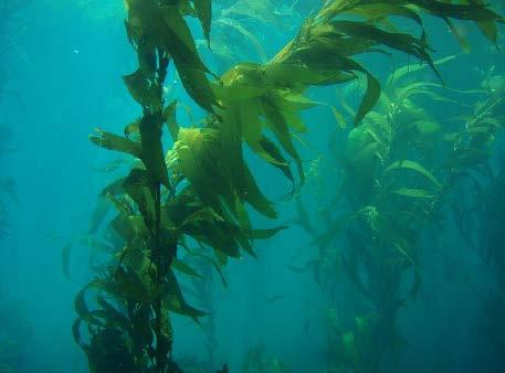 Algae Algae is also called seaweed.