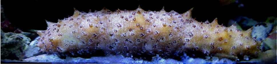21 Click the picture to watch a video about sea cucumbers.