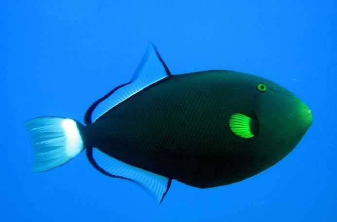 22 This triggerfish eats sea urchins, small crustraceans and