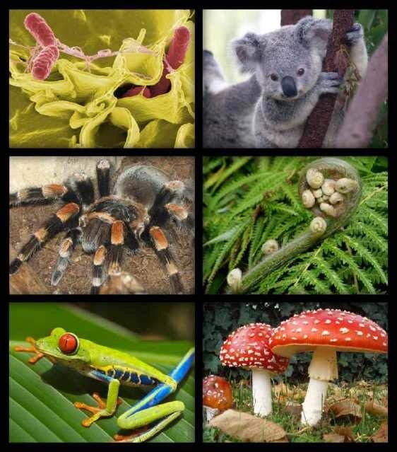 Bio Bio means life. If we combine bio with diversity, we get biodiversity.