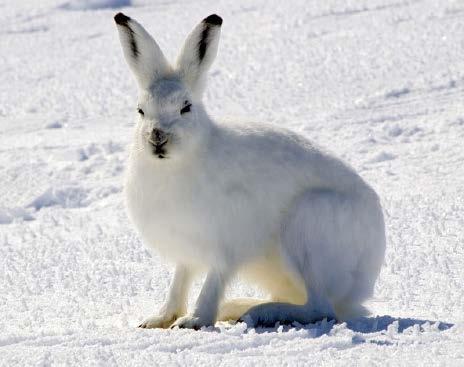 Ecosystems and Organisms The arctic hare has white fur in